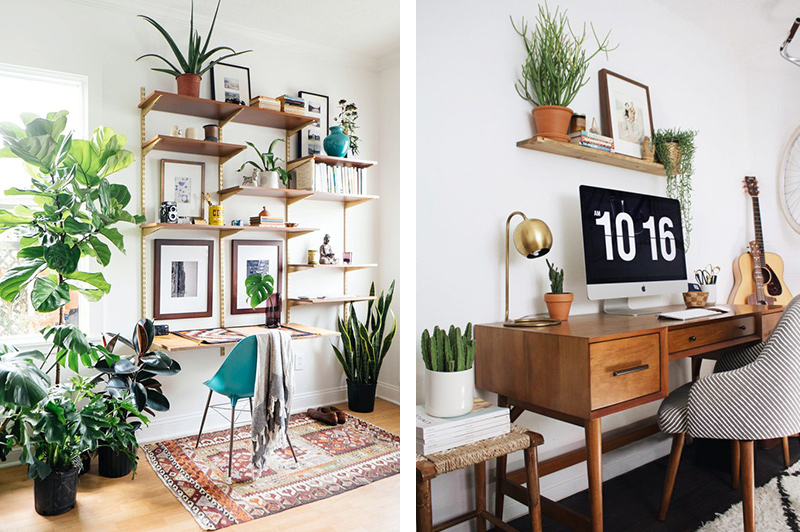 coin bureau plantes