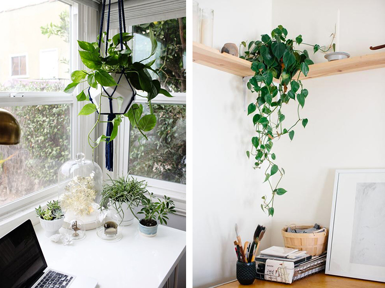 aménager son bureau plantes