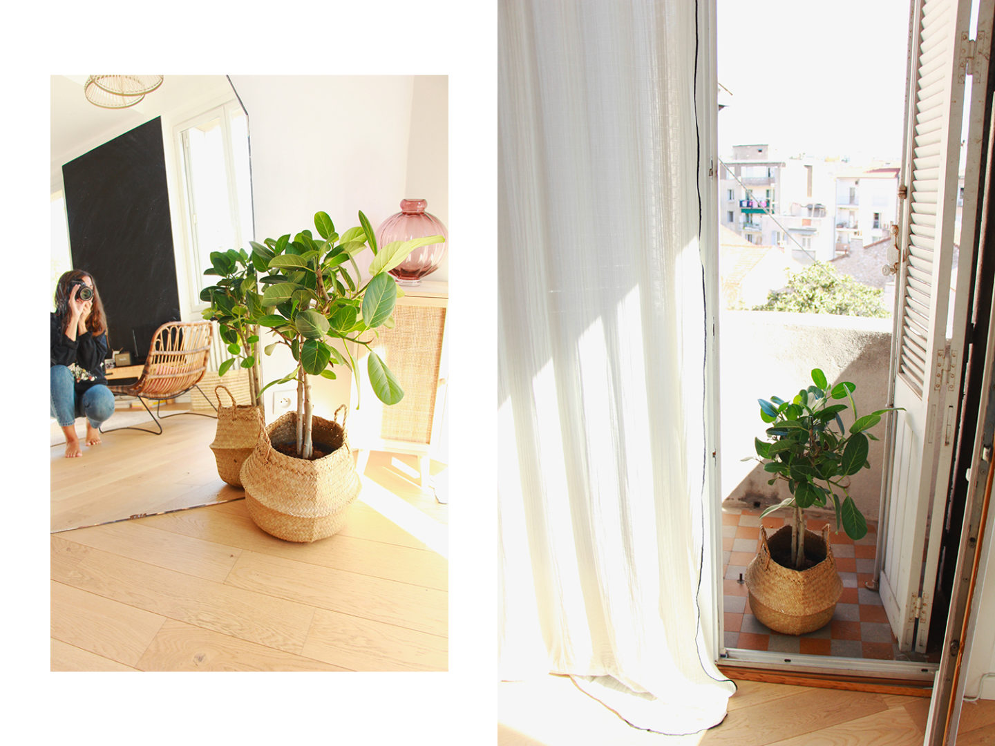plante bergamotte dans mon salon
